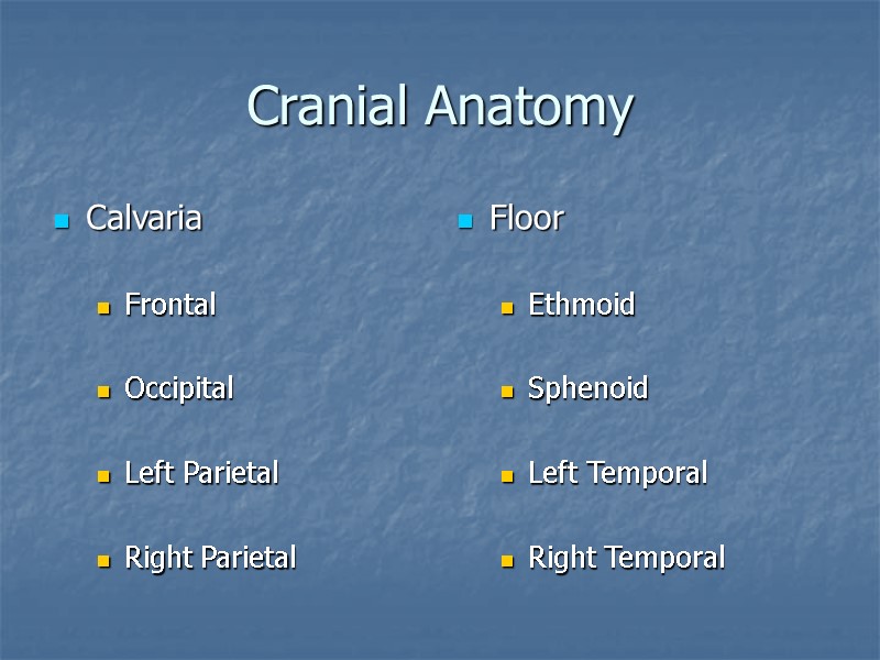 Cranial Anatomy Calvaria  Frontal  Occipital  Left Parietal  Right Parietal Floor